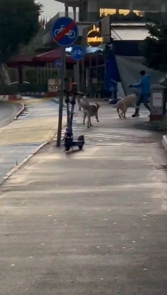 Antalya’da Yürüyüşe Çıkan Yaşlı Adam Sokak Köpeğinin Saldırısıyla Dehşeti Yaşadı