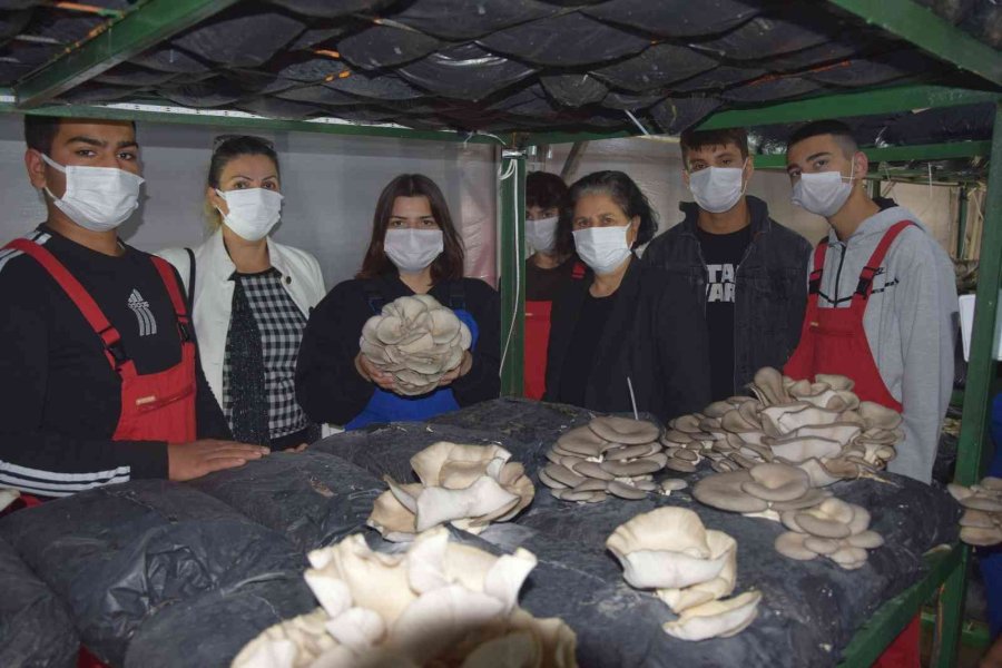 Lise Öğrencileri Ürettikleri İstiridye Mantarının İlk Hasadını Yaptı