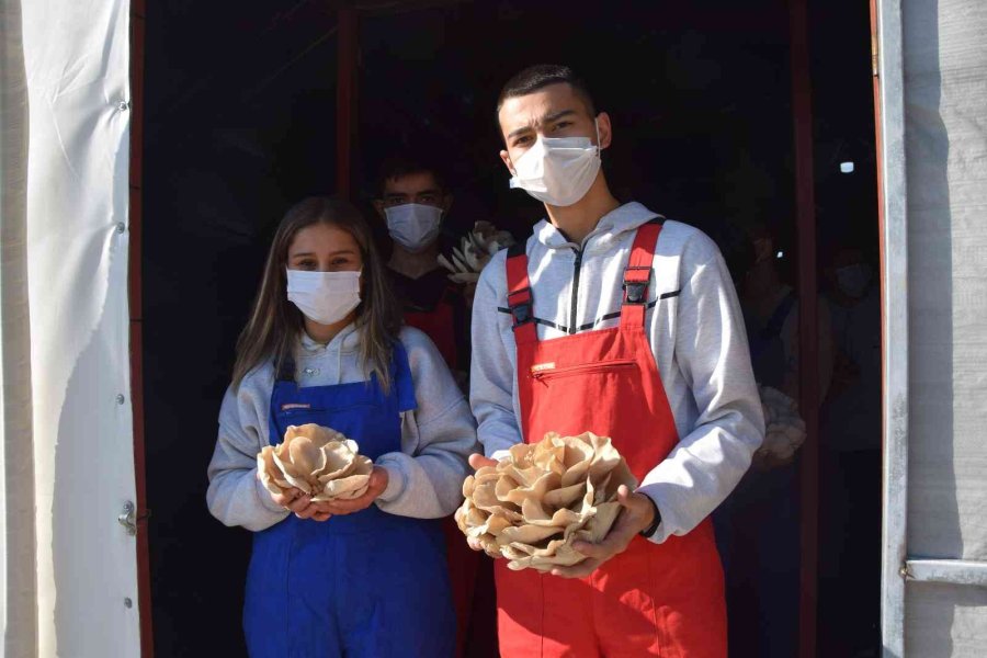 Lise Öğrencileri Ürettikleri İstiridye Mantarının İlk Hasadını Yaptı