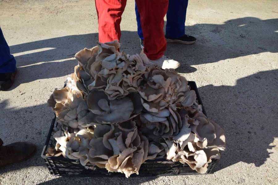 Lise Öğrencileri Ürettikleri İstiridye Mantarının İlk Hasadını Yaptı