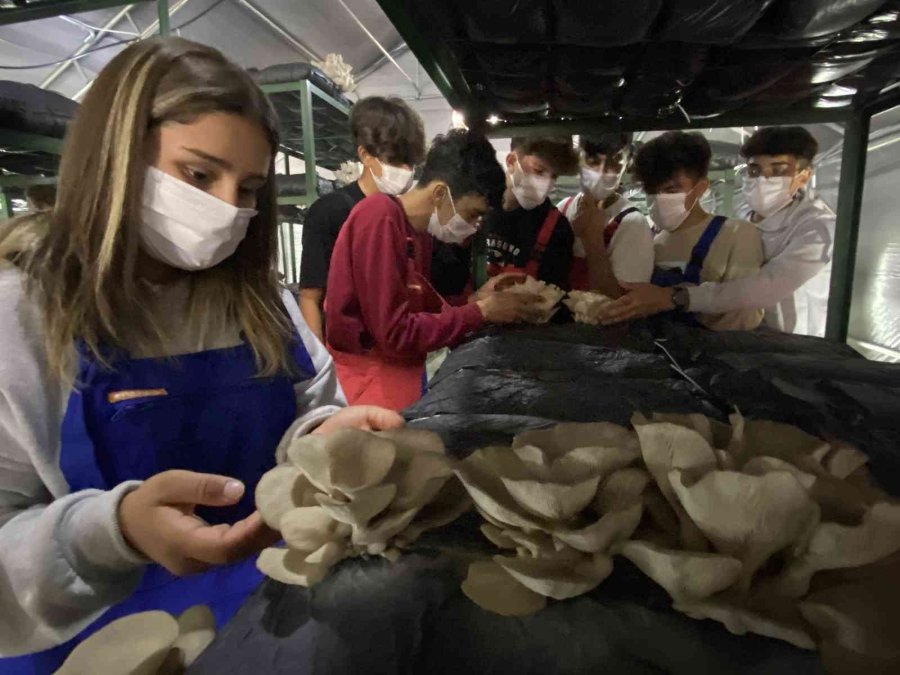 Lise Öğrencileri Ürettikleri İstiridye Mantarının İlk Hasadını Yaptı