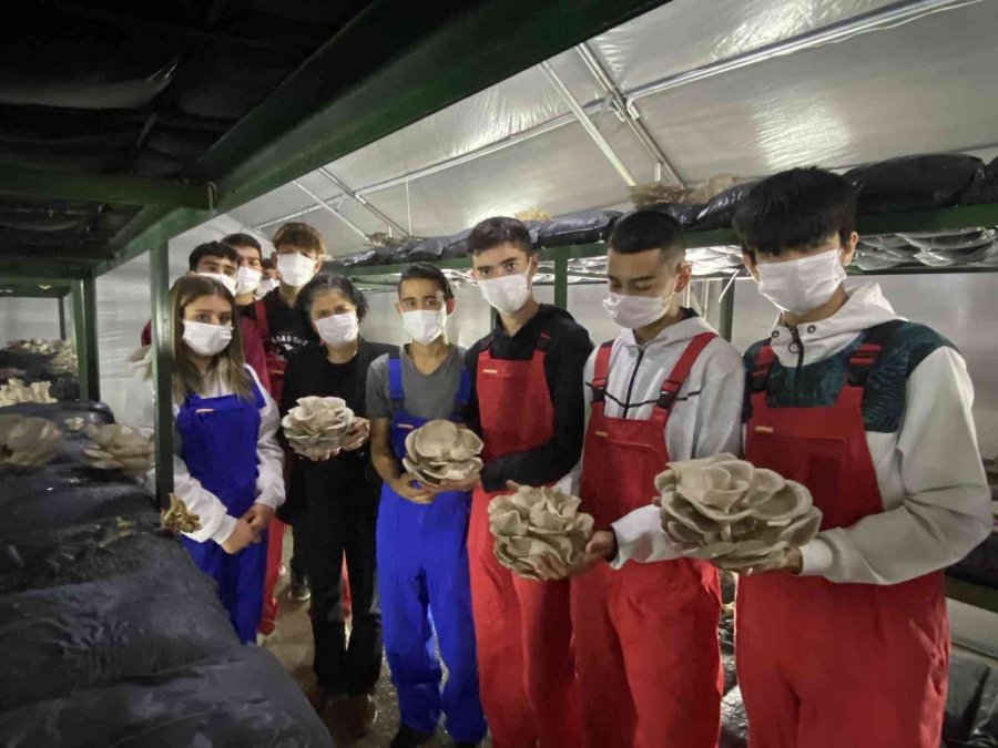 Lise Öğrencileri Ürettikleri İstiridye Mantarının İlk Hasadını Yaptı