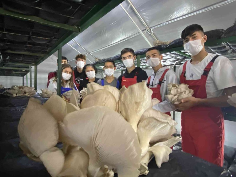 Lise Öğrencileri Ürettikleri İstiridye Mantarının İlk Hasadını Yaptı