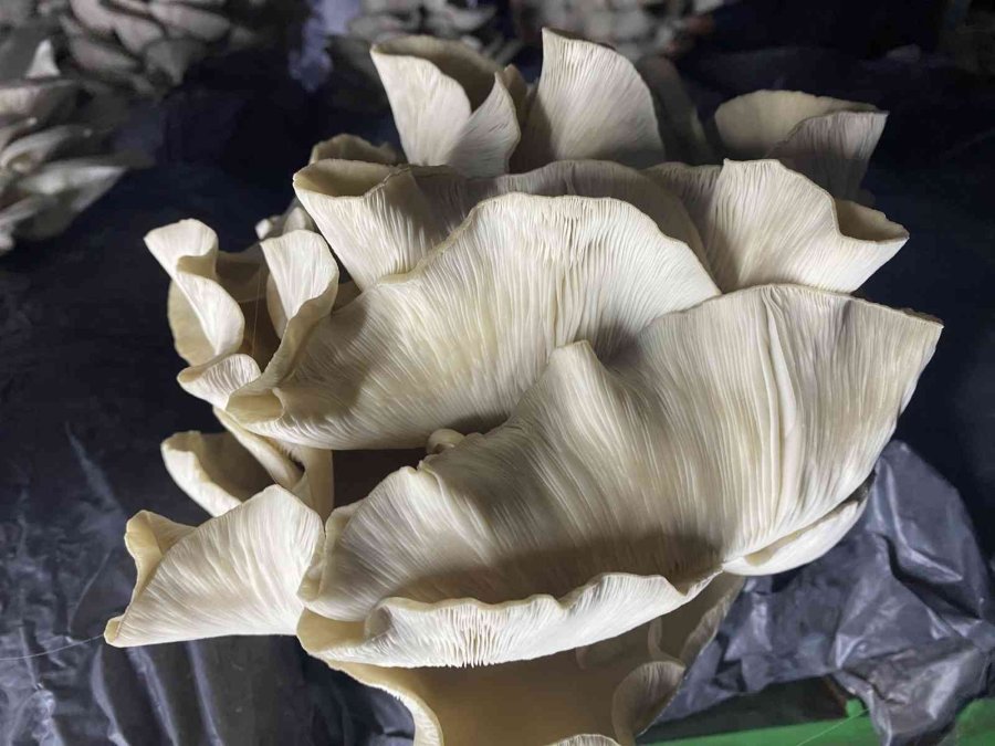 Lise Öğrencileri Ürettikleri İstiridye Mantarının İlk Hasadını Yaptı