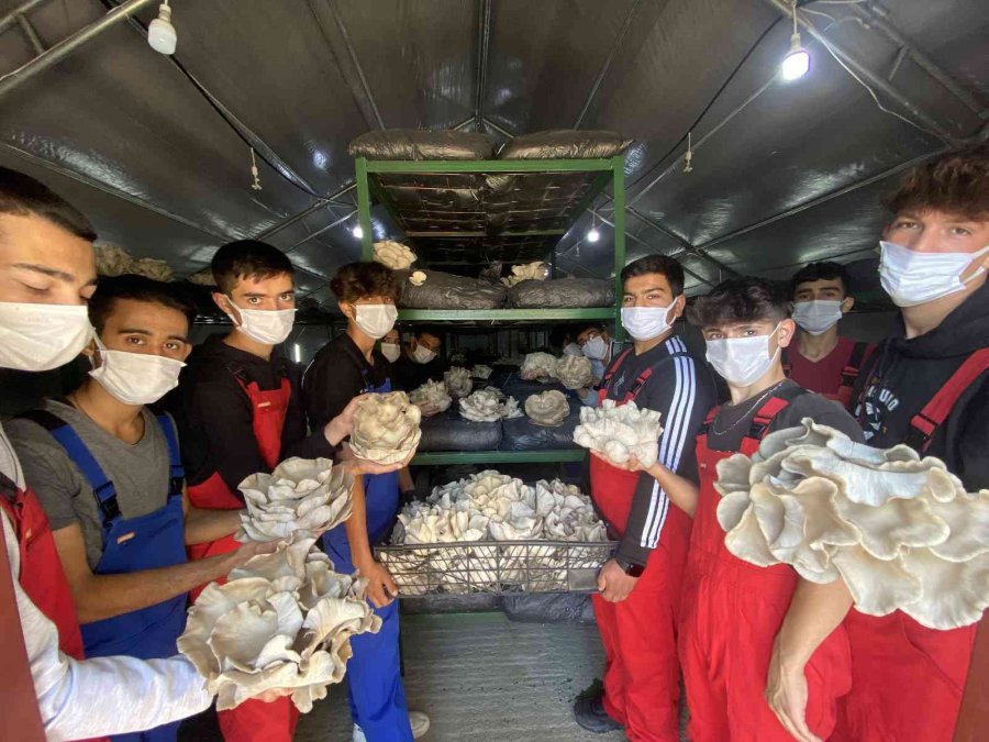 Lise Öğrencileri Ürettikleri İstiridye Mantarının İlk Hasadını Yaptı