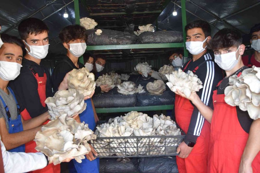 Lise Öğrencileri Ürettikleri İstiridye Mantarının İlk Hasadını Yaptı