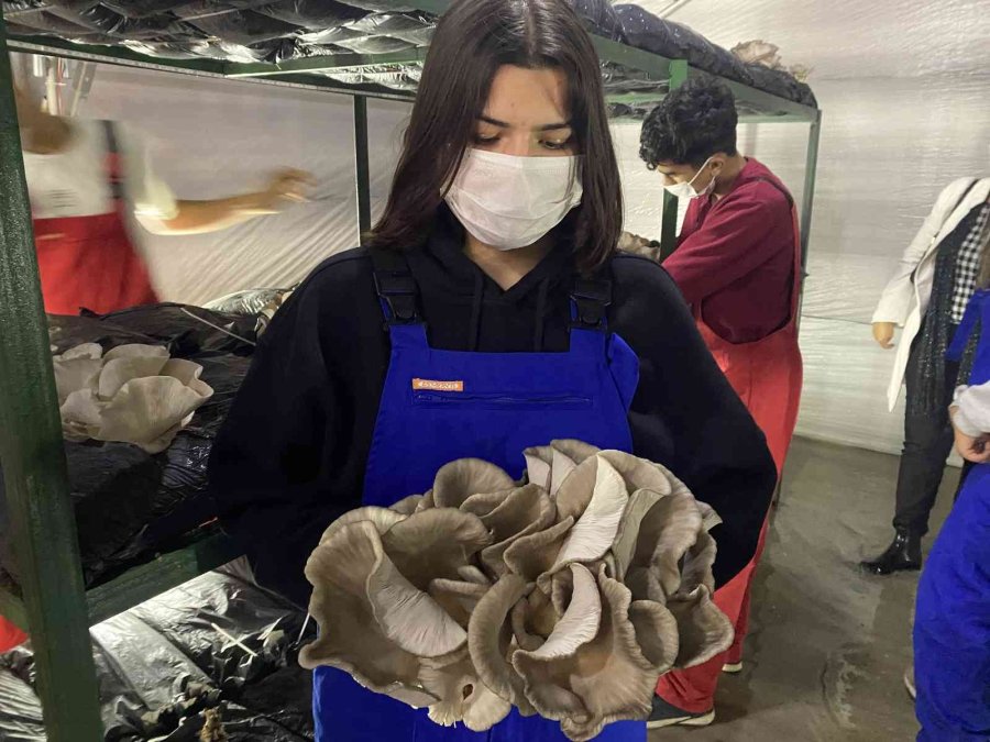 Lise Öğrencileri Ürettikleri İstiridye Mantarının İlk Hasadını Yaptı