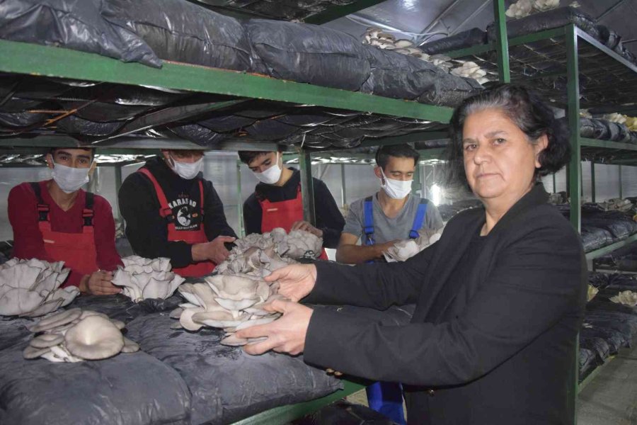 Lise Öğrencileri Ürettikleri İstiridye Mantarının İlk Hasadını Yaptı