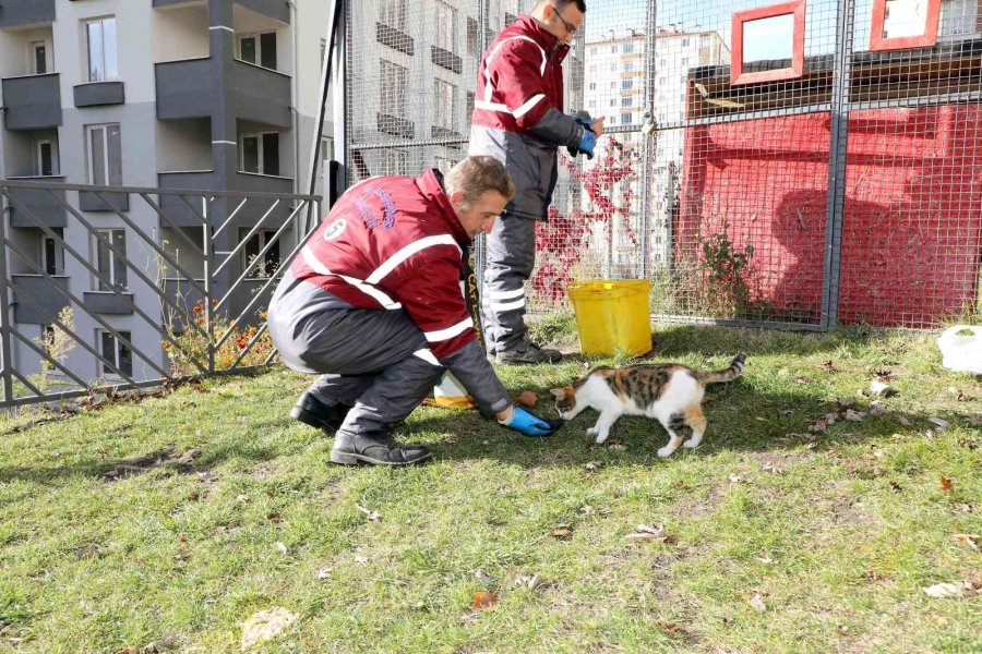 Talas’ta Can Dostlara Özel Hizmet