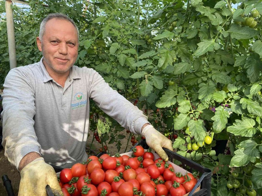 Örtü Altı Domateste İkinci Hasat Başladı