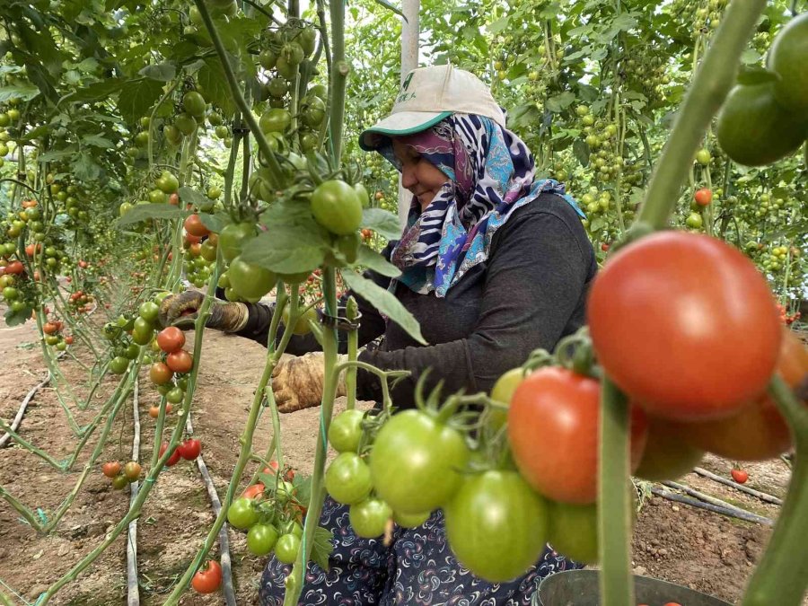 Örtü Altı Domateste İkinci Hasat Başladı