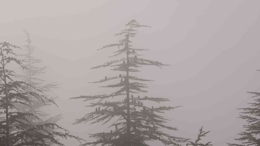 Eskişehir’i Sis Örttü