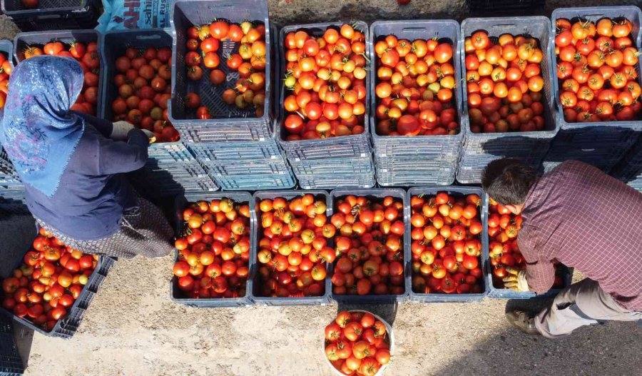 Örtü Altında Domates Hasadı Başladı: İlk Ürünler Dünya Kupası Maçı Oynanan Katar’a