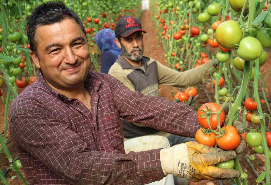 Örtü Altında Domates Hasadı Başladı: İlk Ürünler Dünya Kupası Maçı Oynanan Katar’a