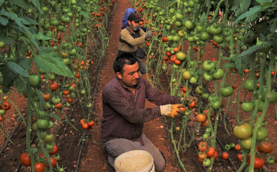 Örtü Altında Domates Hasadı Başladı: İlk Ürünler Dünya Kupası Maçı Oynanan Katar’a