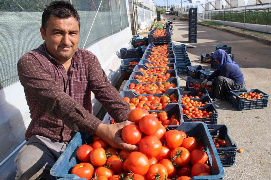 Örtü Altında Domates Hasadı Başladı: İlk Ürünler Dünya Kupası Maçı Oynanan Katar’a