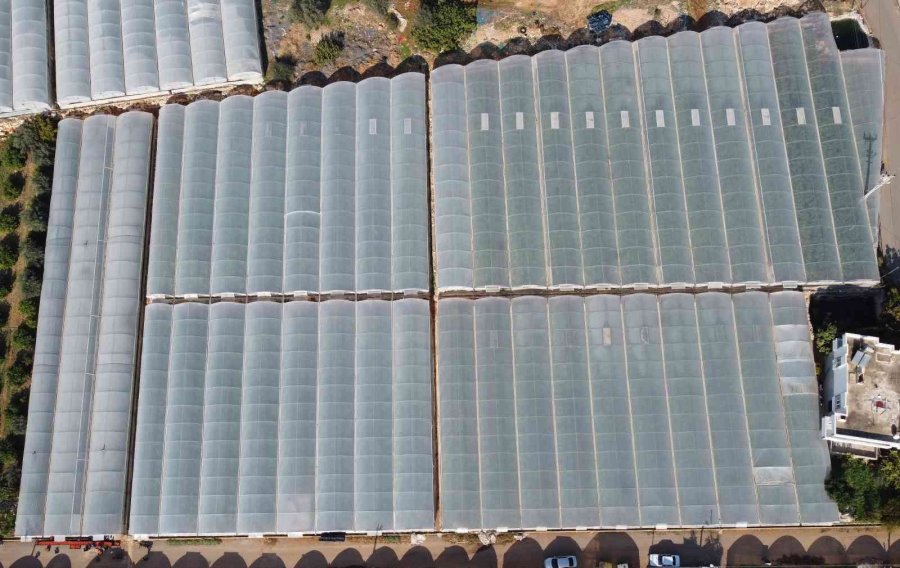 Örtü Altında Domates Hasadı Başladı: İlk Ürünler Dünya Kupası Maçı Oynanan Katar’a