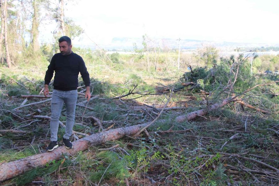 Yeni Mezar Yeri Açmak İçin Ağaçları Kesip, Eski Mezarları Tahrip Ettiler