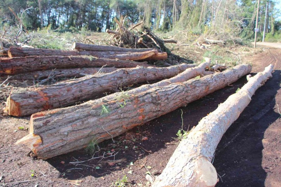 Yeni Mezar Yeri Açmak İçin Ağaçları Kesip, Eski Mezarları Tahrip Ettiler
