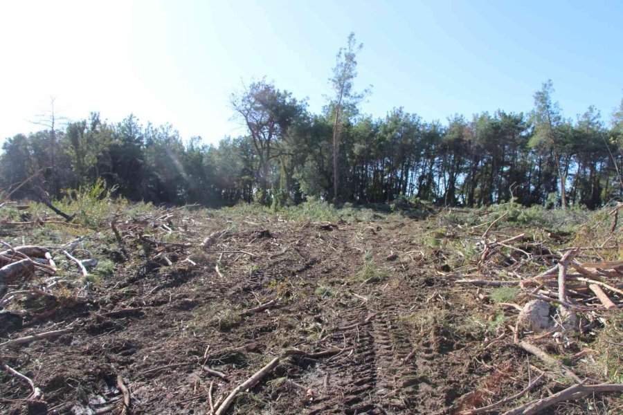 Yeni Mezar Yeri Açmak İçin Ağaçları Kesip, Eski Mezarları Tahrip Ettiler
