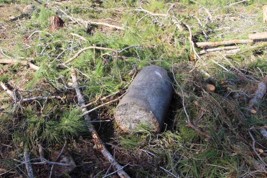 Yeni Mezar Yeri Açmak İçin Ağaçları Kesip, Eski Mezarları Tahrip Ettiler