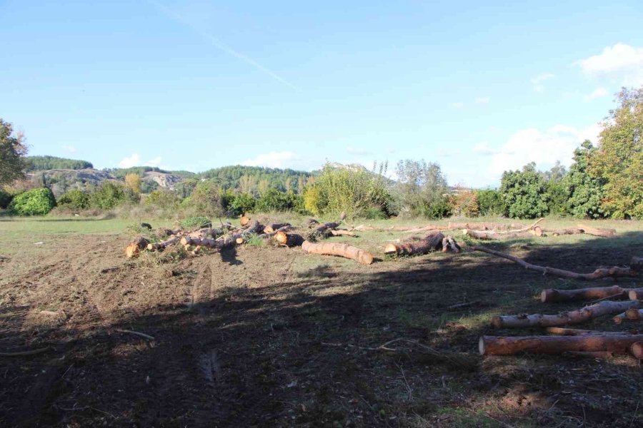 Yeni Mezar Yeri Açmak İçin Ağaçları Kesip, Eski Mezarları Tahrip Ettiler