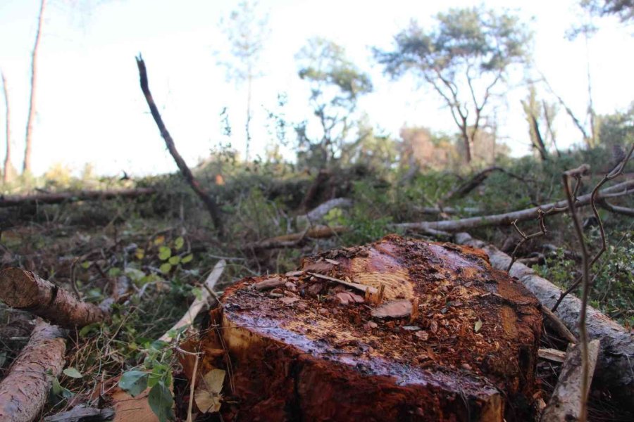 Yeni Mezar Yeri Açmak İçin Ağaçları Kesip, Eski Mezarları Tahrip Ettiler