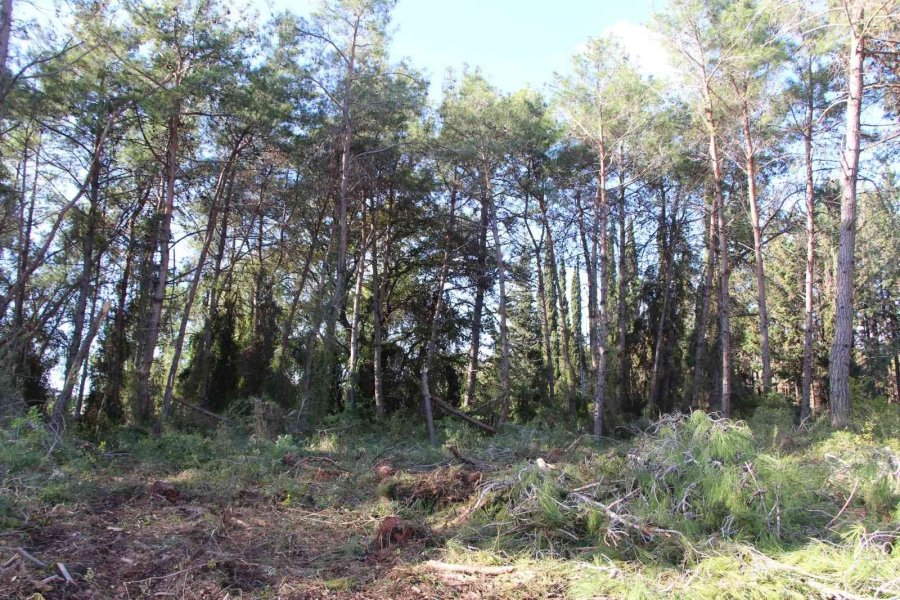 Yeni Mezar Yeri Açmak İçin Ağaçları Kesip, Eski Mezarları Tahrip Ettiler