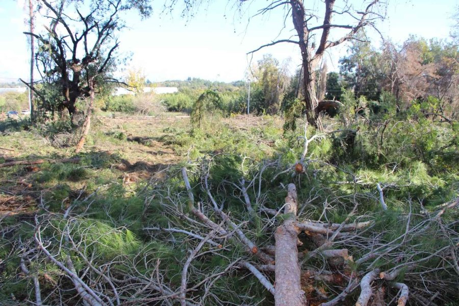 Yeni Mezar Yeri Açmak İçin Ağaçları Kesip, Eski Mezarları Tahrip Ettiler