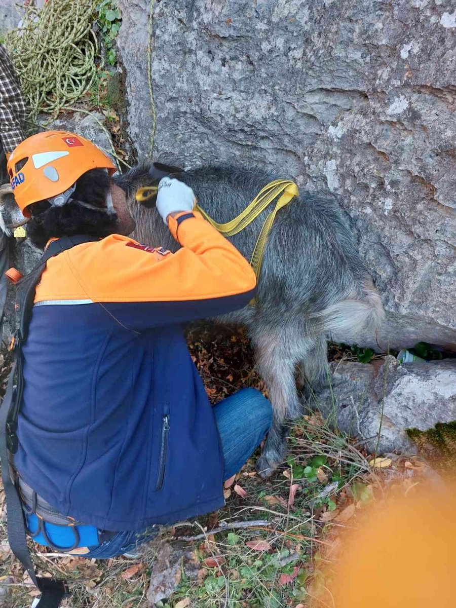 Konya’da Dağlık Alanda Mahsur Kalan Keçileri Afad Kurtardı