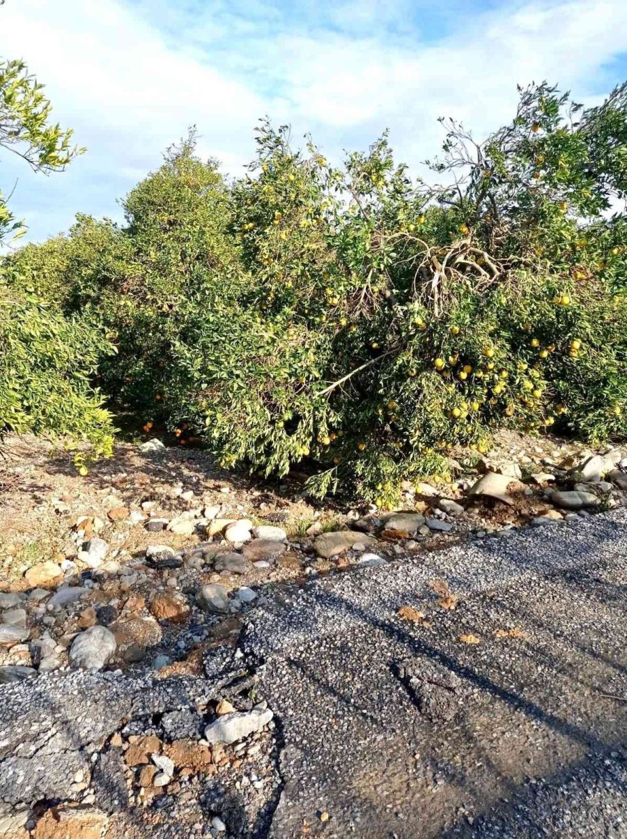 Patlayan Su Borusu Yol Ve Sera Camlarını Parçaladı, Seralar Suyla Doldu