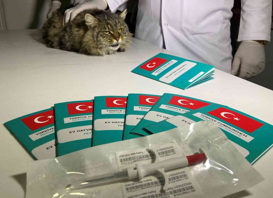 Türkiye’de 629 Bin 165 Sahipli Hayvana Çip Takıldı
