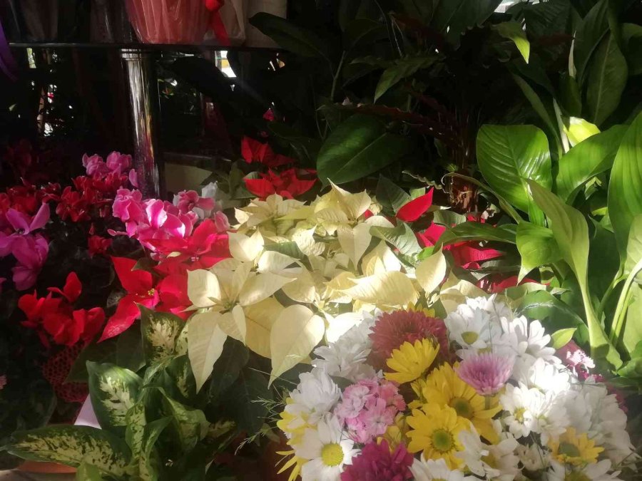 Kışın Çiçek Bakımına Dikkat