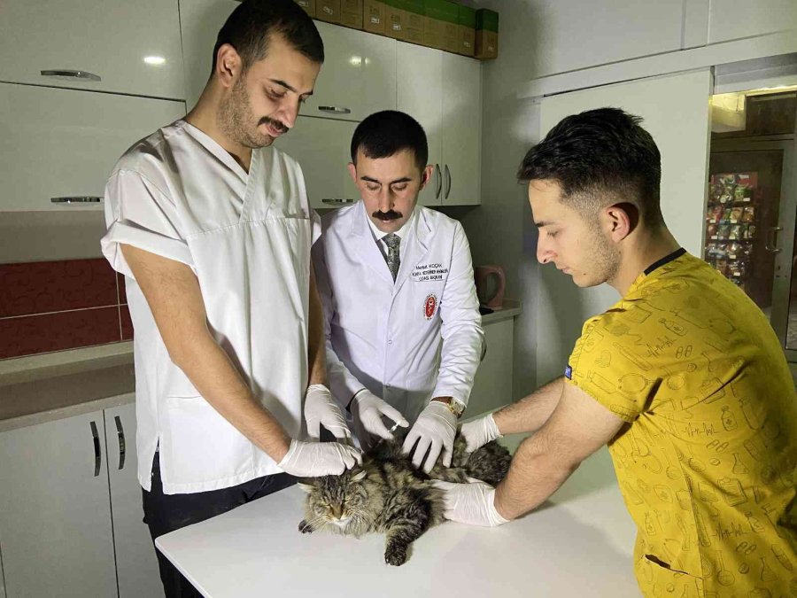 Türkiye’de 629 Bin 165 Sahipli Hayvana Çip Takıldı