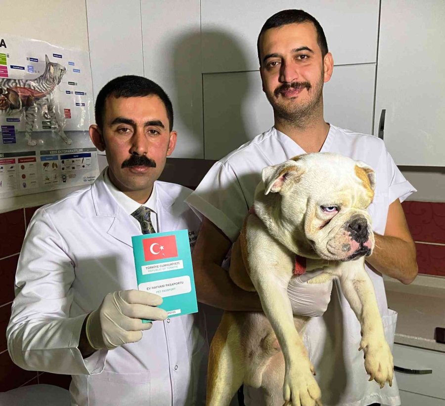 Türkiye’de 629 Bin 165 Sahipli Hayvana Çip Takıldı