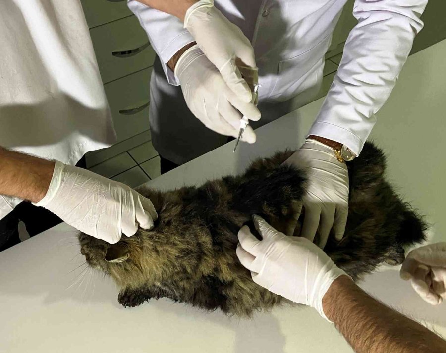 Türkiye’de 629 Bin 165 Sahipli Hayvana Çip Takıldı