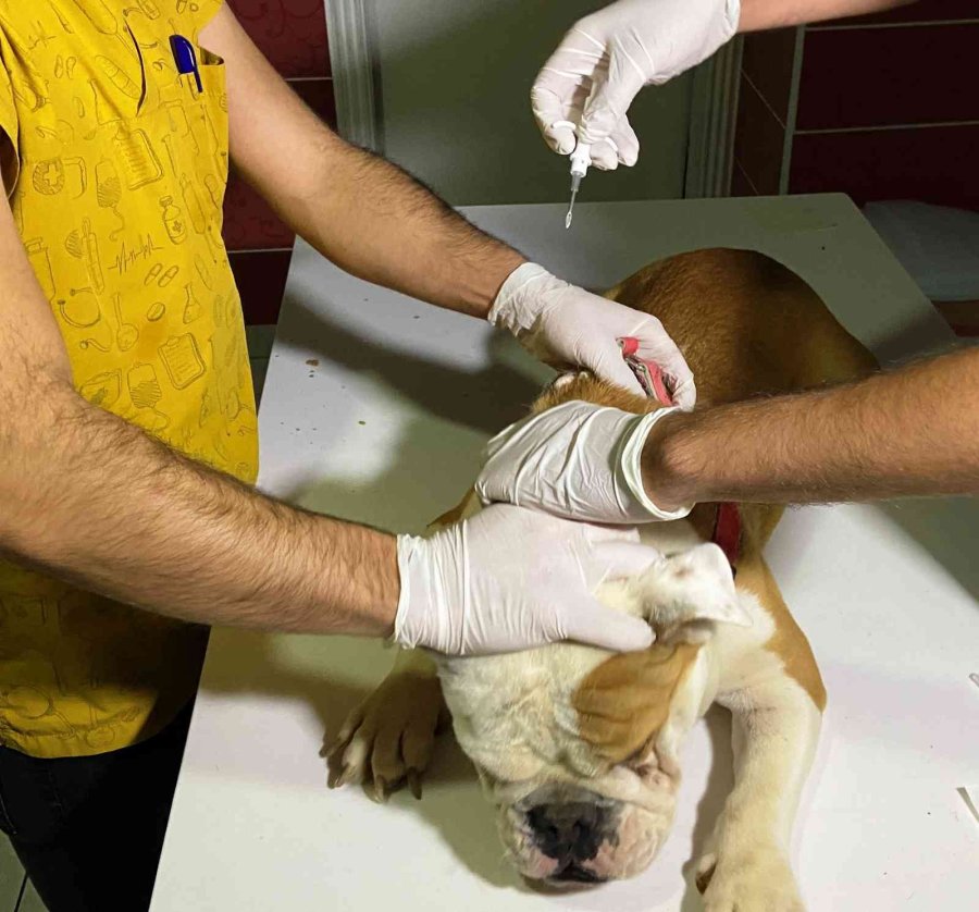 Türkiye’de 629 Bin 165 Sahipli Hayvana Çip Takıldı