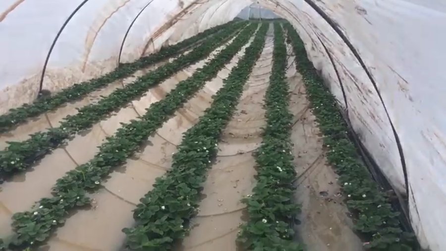 Antalya’da Çilek Seraları Sular Altında Kaldı