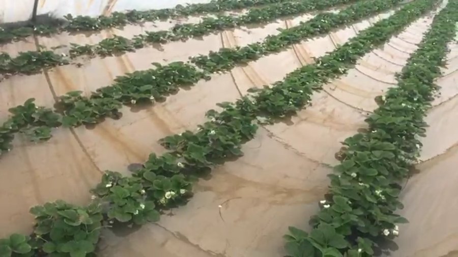 Antalya’da Çilek Seraları Sular Altında Kaldı