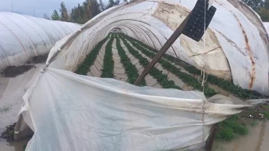 Antalya’da Çilek Seraları Sular Altında Kaldı