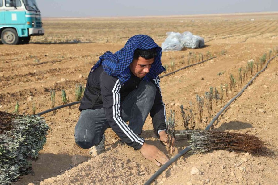 Konya Büyükşehir’in Üreticiye Lavanta Fidesi Desteği Sürüyor