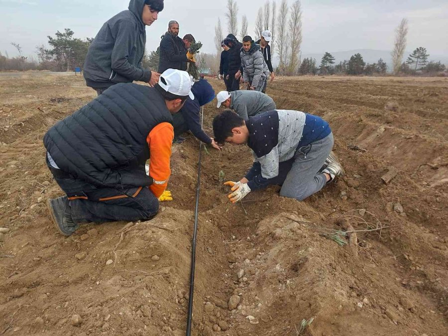 Konya Büyükşehir’in Üreticiye Lavanta Fidesi Desteği Sürüyor