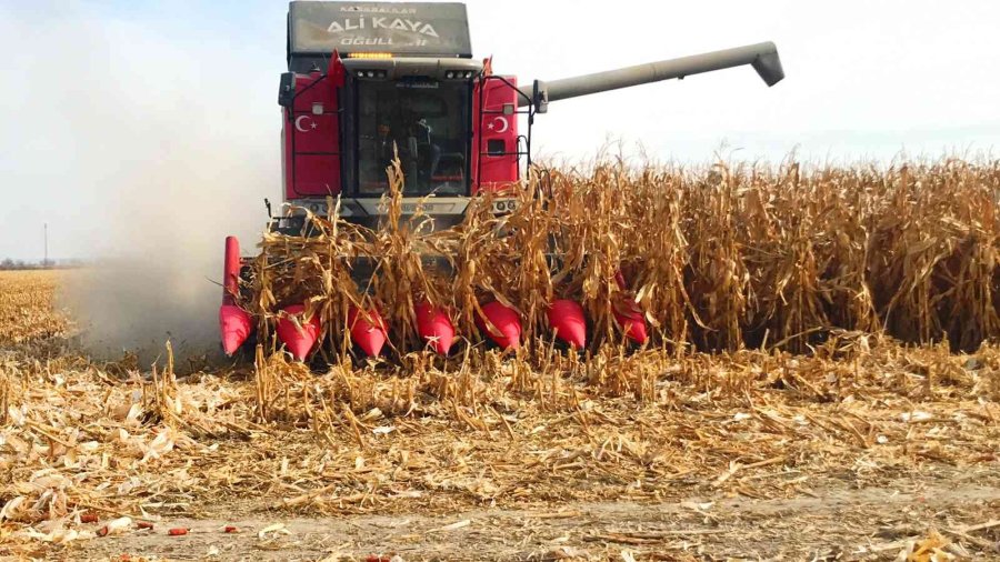 Türkiye’de Mısır Üretiminin Yüzde 30’u Konya Ovası’ndan