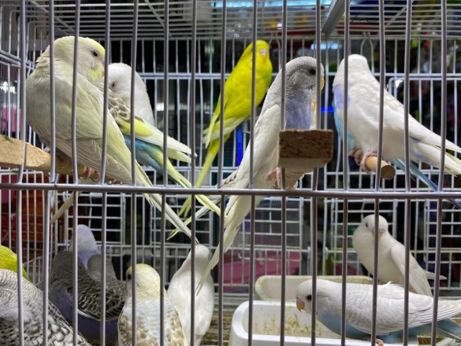 Muhabbet Kuşları İçinde İngilizler Bir Adım Önde