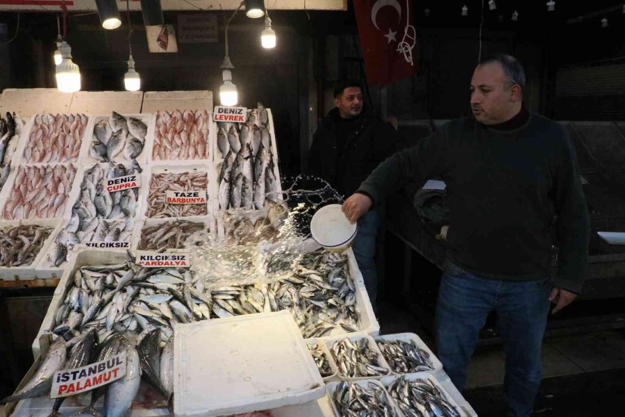 Akdeniz’de Sardalya Bereketi