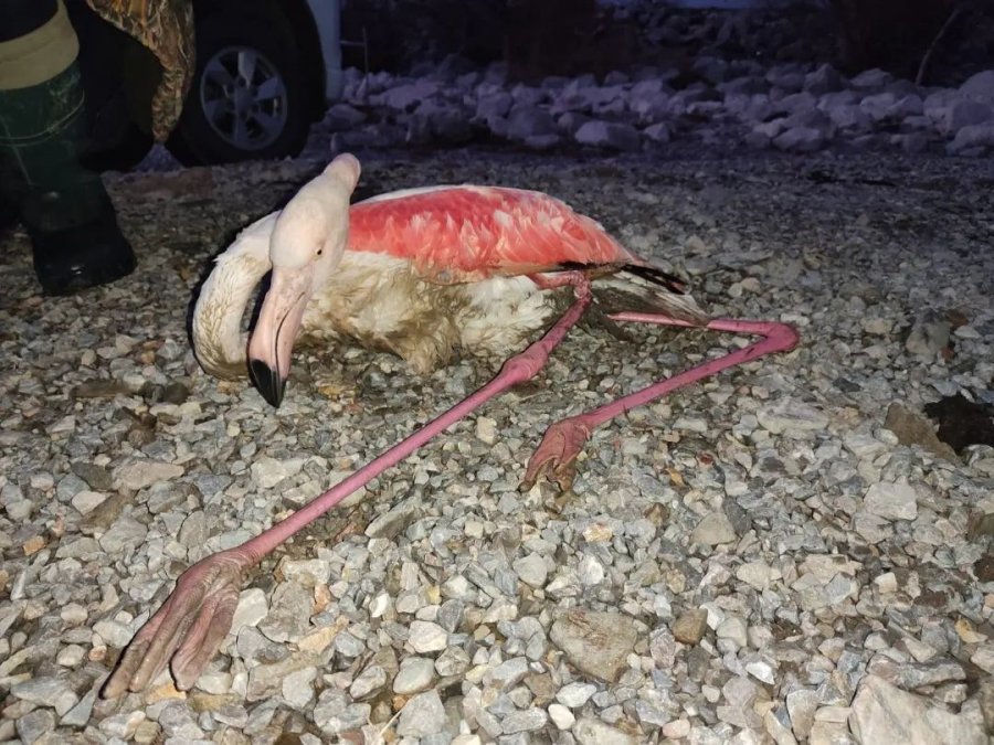 Konya’da Göl Kıyısında Yaralı Bulunan Flamingo Koruma Altına Alındı