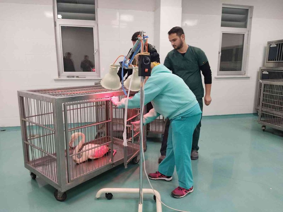 Konya’da Göl Kıyısında Yaralı Bulunan Flamingo Koruma Altına Alındı