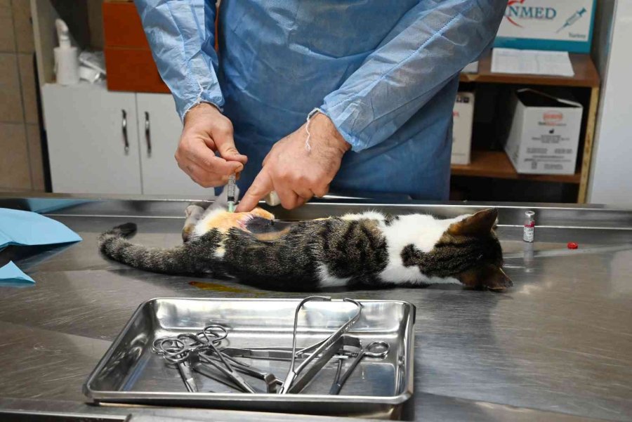 Kemer’de Bin 425 Sokak Hayvanı Kısırlaştırıldı