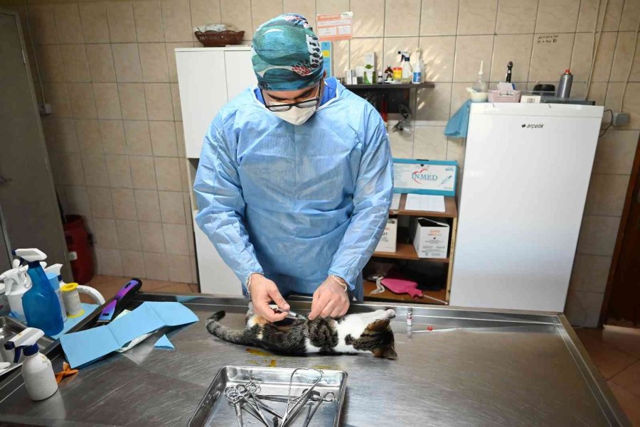Kemer’de Bin 425 Sokak Hayvanı Kısırlaştırıldı
