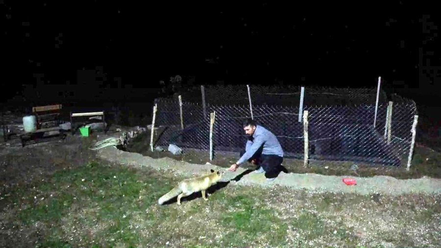 Okul Müdürü Dostluk Kurduğu Tilkiyi Eliyle Besliyor